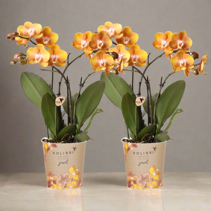 Amber Flame Orchid Duo – Radiant Form for Serene Displays, Ø12 cm × ±45 cm