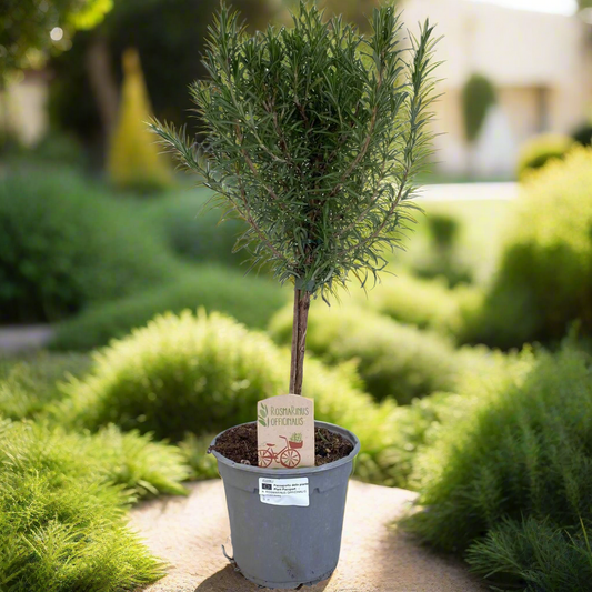 Rosemary Tree – Herbal Memories, Ø14 cm × 45 cm