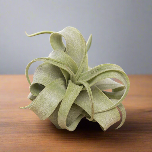 Tillandsia Streptophylla – The Curling Spirit of the Tropics, Ø6–9 cm