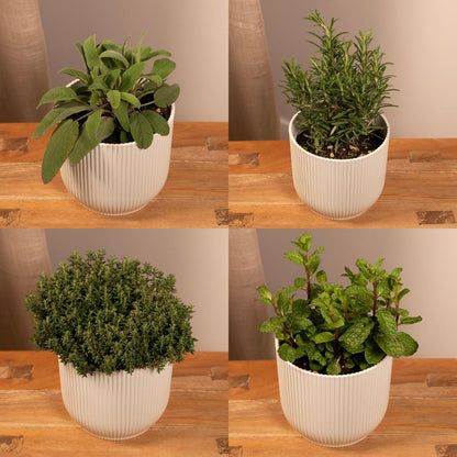 Herbal Companion Set – Set of 4, Assorted Living Green for Ritual & Kitchen, Ø14 x 10-20 cm