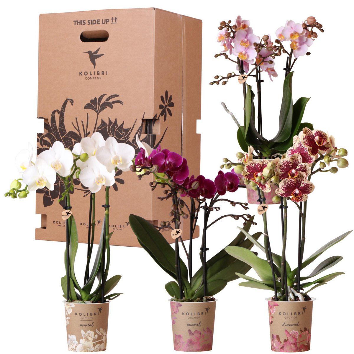 Assorted Orchid Surprise Box – Set of 4 Floral Charms for the Price of 3, Ø9 cm x ±35 cm