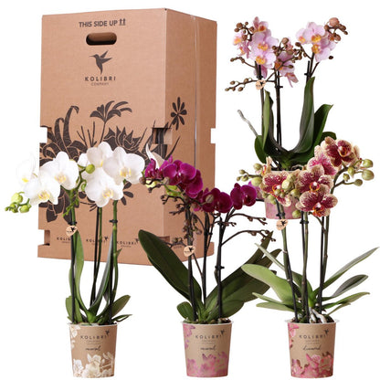 Assorted Orchid Surprise Box – Set of 4 Floral Charms for the Price of 3, Ø9 cm x ±35 cm