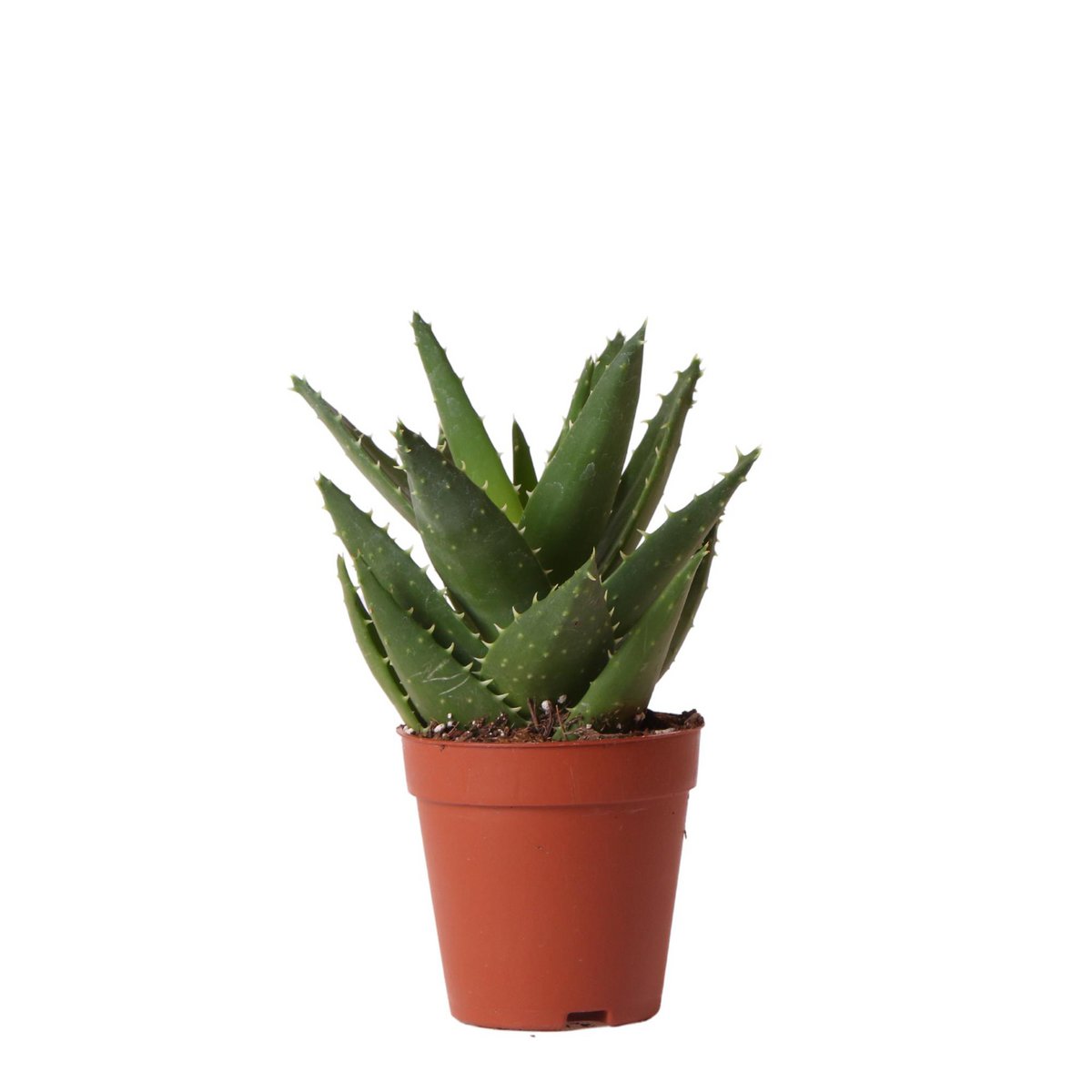 Short-Leaf Aloe Succulent – Geometric Resilience for Small Altars, Ø9 × 13 cm