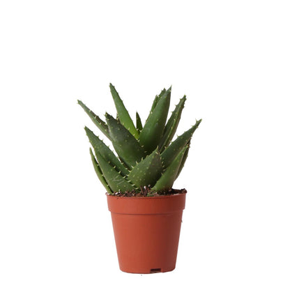 Short-Leaf Aloe Succulent – Geometric Resilience for Small Altars, Ø9 × 13 cm