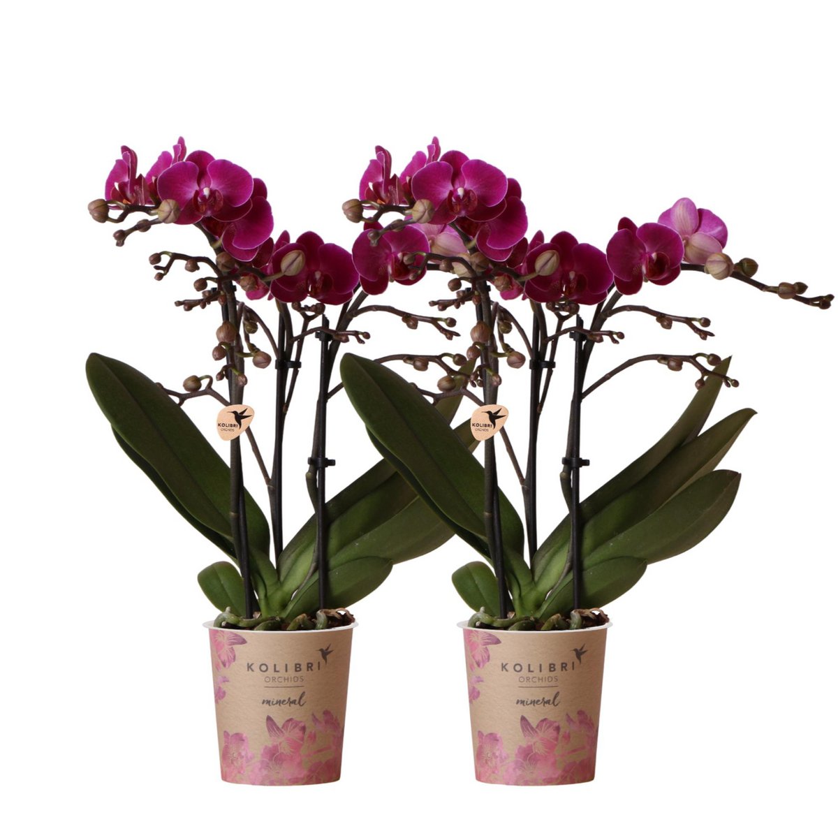 Vivid Purple Orchid Duo – Bold Touch for Characterful Spaces, Ø9 cm × ±35 cm, by Kolibri Company