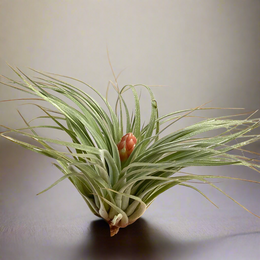 Cotton Candy Tillandsia – Frosted Rosette with Blush Bloom, Ø8–10 cm