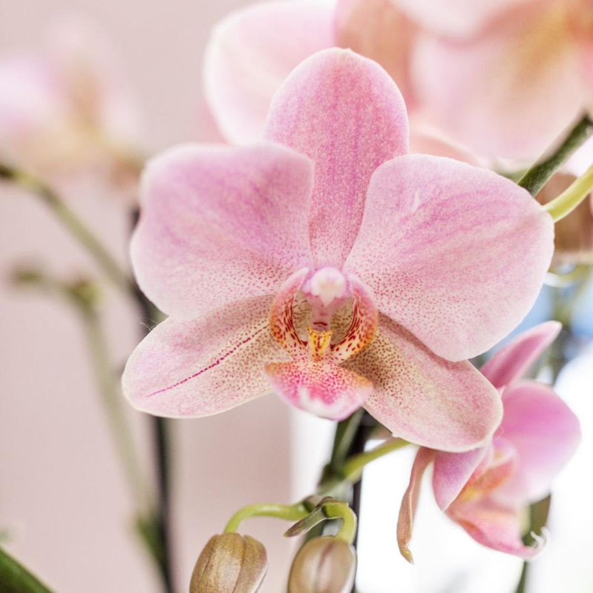 Dusty Pink Orchid Duo – Muted Elegance for Mindful Corners, Ø12 cm × ±45 cm