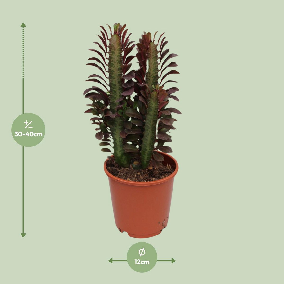Red Guardian African Milk Tree – Sculptural Energy Keeper, Ø12×40 cm