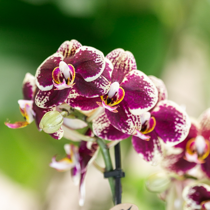 Sunfire Orchid Duo – Uplifting Presence for Energized Rooms, Ø9 cm × ±35 cm, by Kolibri Company