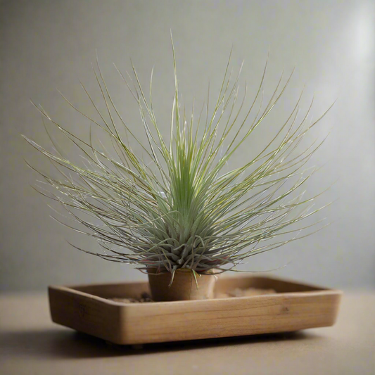 Tillandsia Andreana – Feathered Tangle from the High Andes, Ø8–10 cm