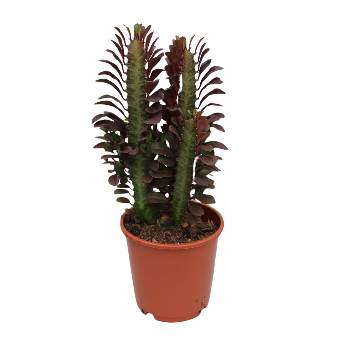Red Guardian African Milk Tree – Sculptural Energy Keeper, Ø12×40 cm