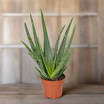 Classic Aloe Succulent – Natural Strength for Ritual Spaces, Ø12 × 40 cm