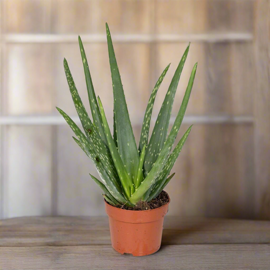 Classic Aloe Succulent – Natural Strength for Ritual Spaces, Ø12 × 40 cm