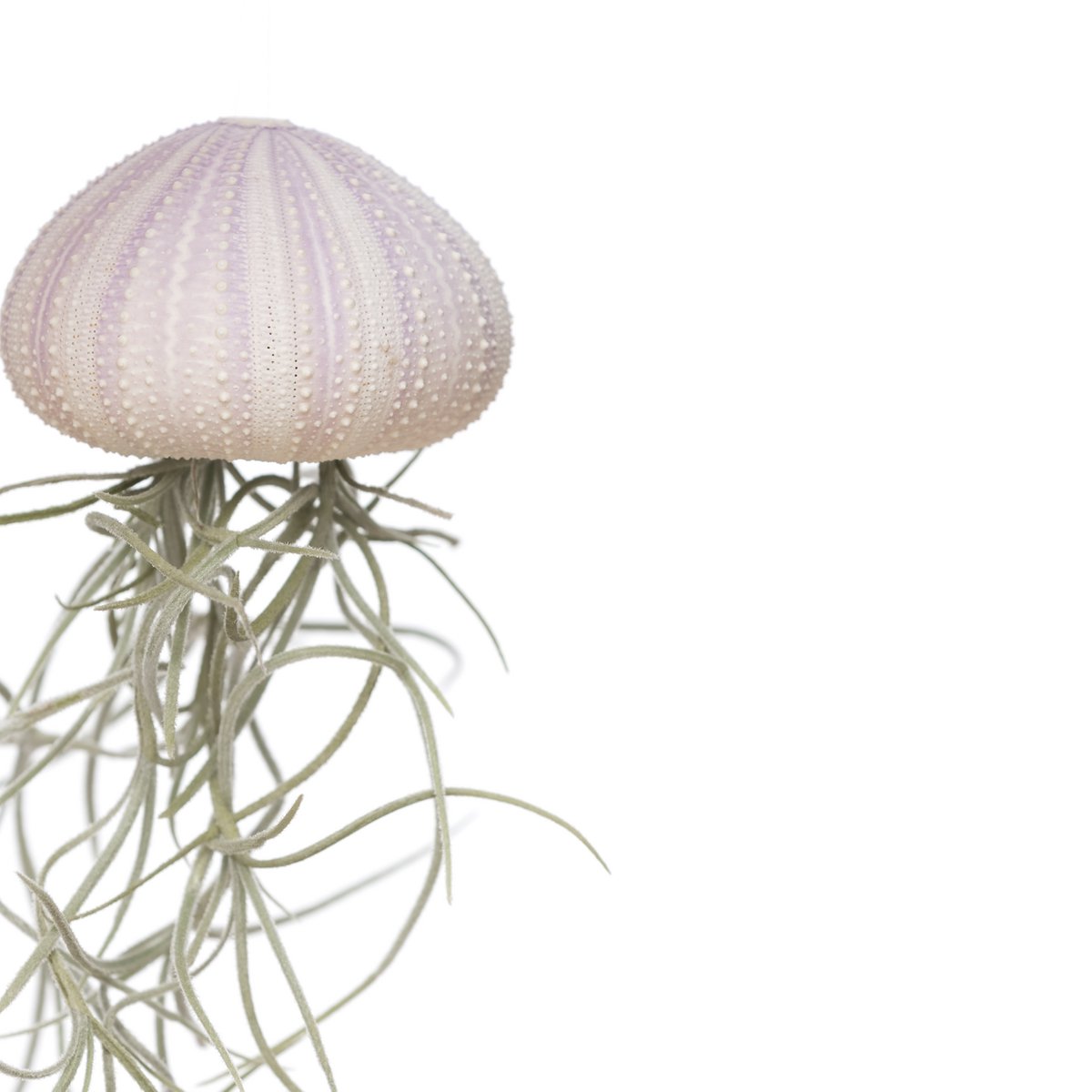 Soft Violet Jellyfish Airplant – Sea Bloom with Spanish Moss, Ø4–5 cm