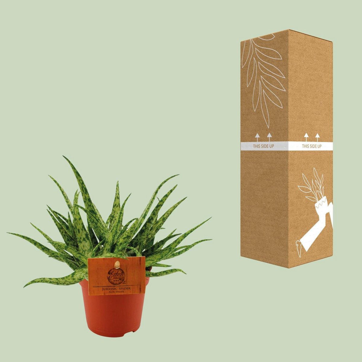 Spider-Leaf Aloe Succulent – Sculptural Accent for Calm Interiors, Ø10.5 × 15 cm