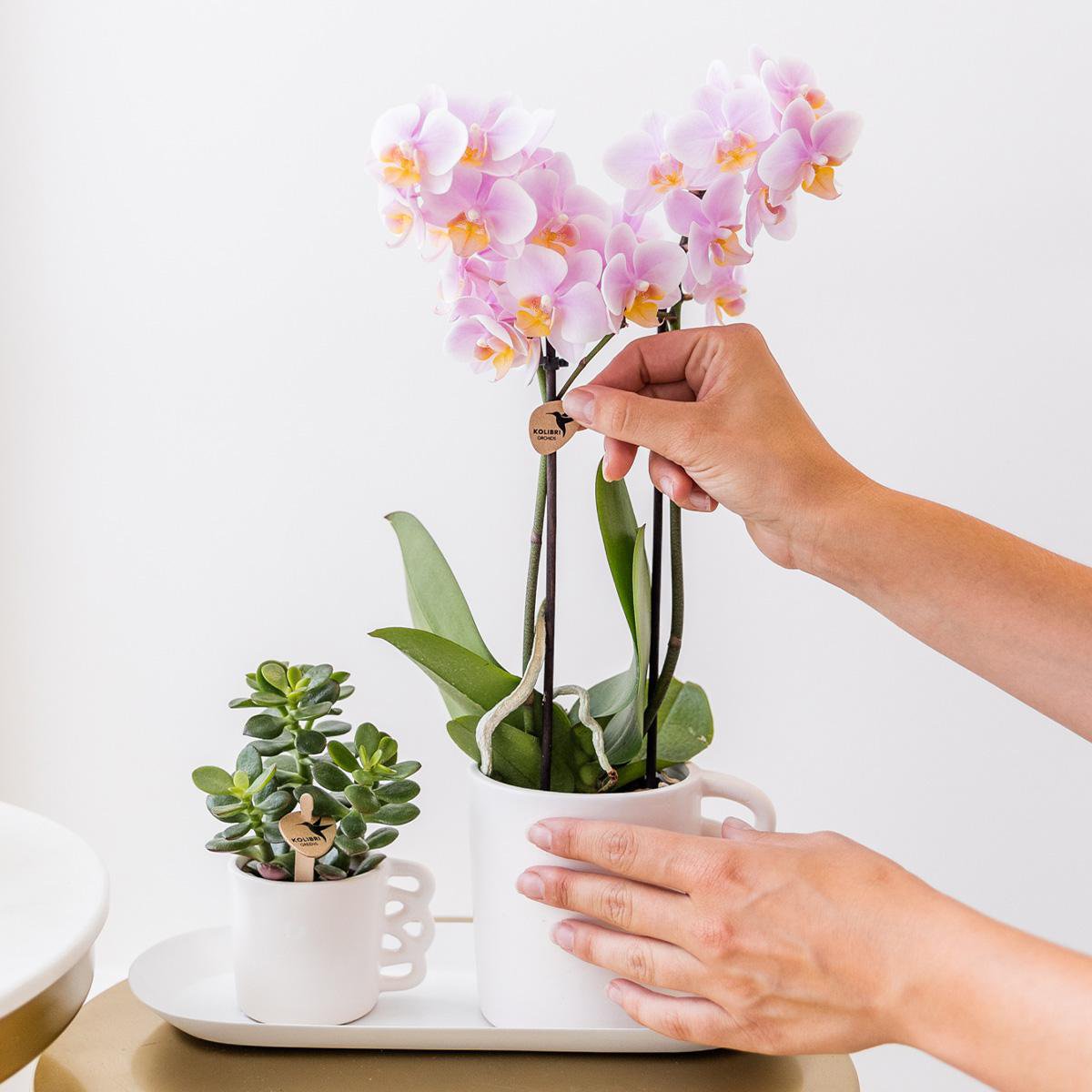 Assorted Orchid Surprise Box – Set of 4 Floral Charms for the Price of 3, Ø9 cm x ±35 cm
