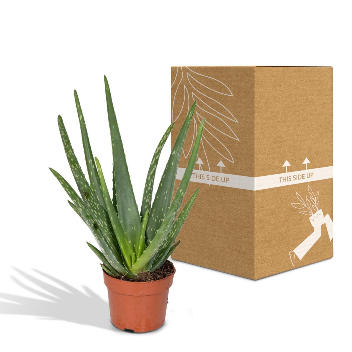Classic Aloe Vera – Natural Strength for Ritual Spaces, Ø12 × 40 cm