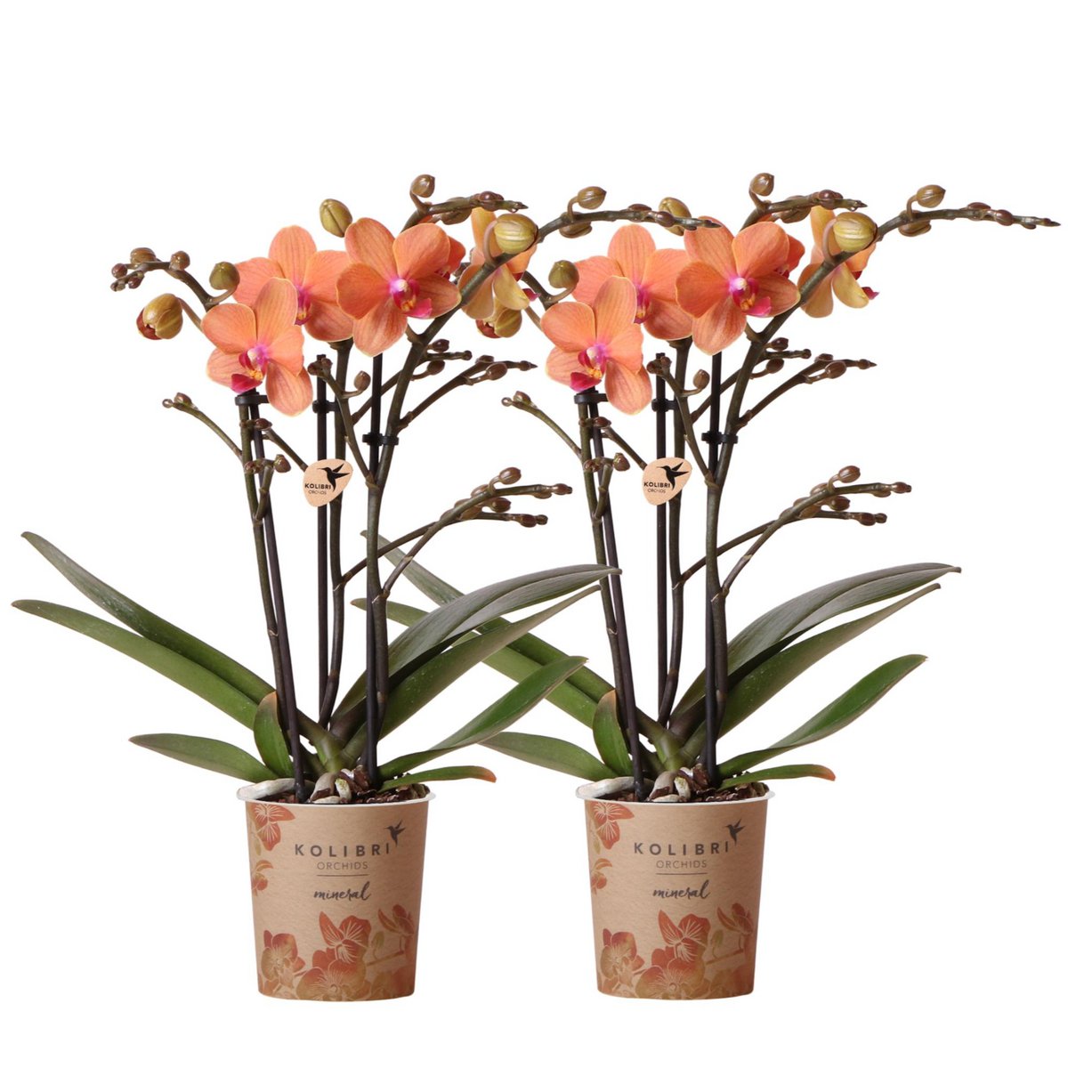 Golden Peach Orchid Duo – Gentle Accents for Bright Interiors, Ø9 cm × ±35 cm, by Kolibri Company