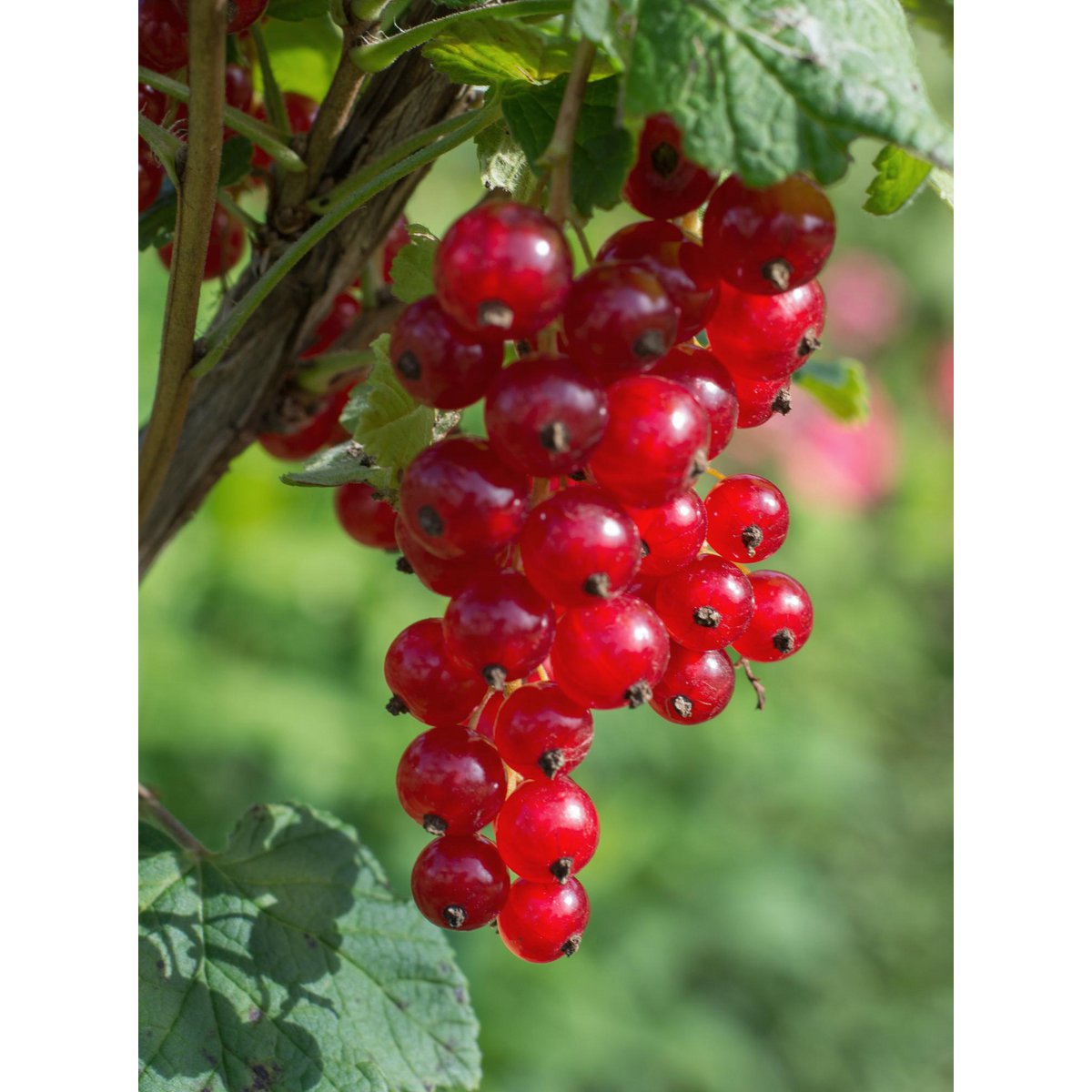 Redcurrant Shrub – Early Harvest Rituals, Ø13 cm × 45 cm