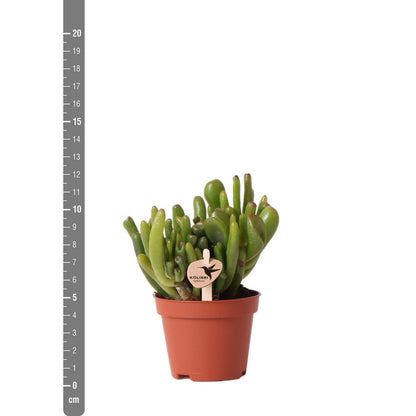 Crassula Hobbit Succulent – Curled Leaf Indoor Plant, Ø6 cm