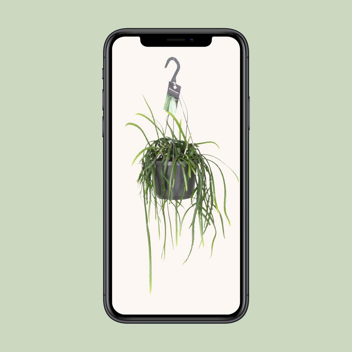 Jungle Cascade Bolivianum – Trailing Elegance for Quiet Corners, Ø7×40 cm