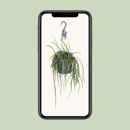 Jungle Cascade Bolivianum – Trailing Elegance for Quiet Corners, Ø7×40 cm