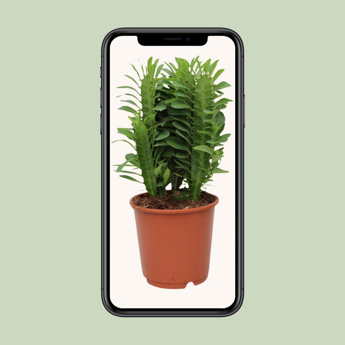 Verdant Sentinel African Milk Tree – Quiet Strength in Living Green, Ø12×40 cm