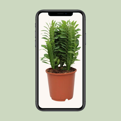 Verdant Sentinel African Milk Tree – Quiet Strength in Living Green, Ø12×40 cm
