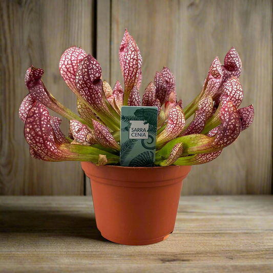 Scarlet Listener Carnivorous Plant – Ritual Beauty in Still Red Form, Ø12×40 cm