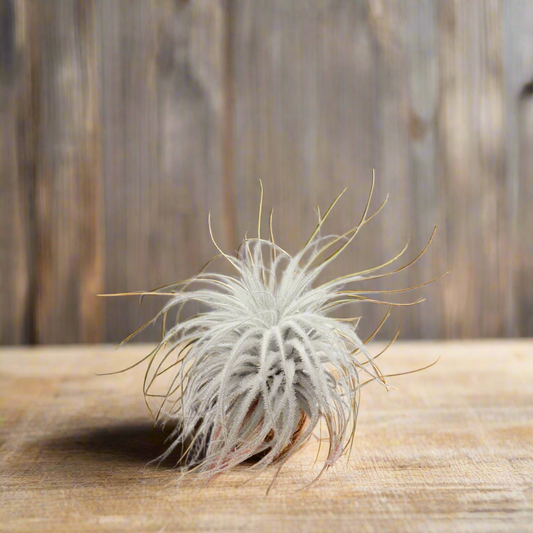 Tectorum Snow Tillandsia – Whispering Cloud from the High Desert, Ø9–10 cm