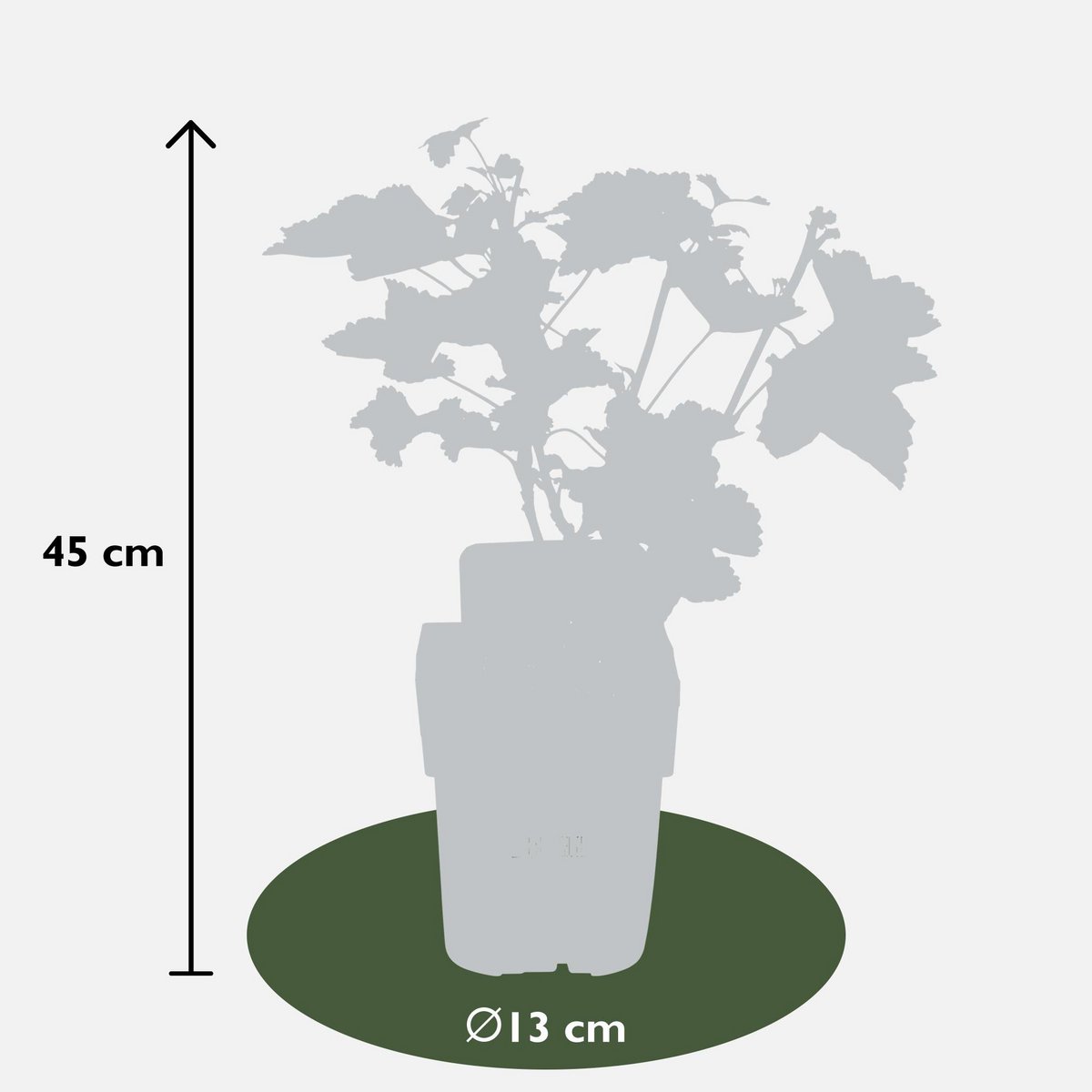 Redcurrant Shrub – Early Harvest Rituals, Ø13 cm × 45 cm