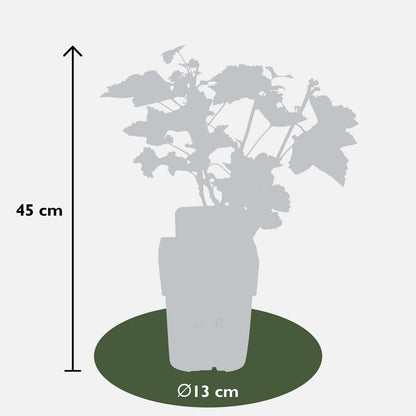 Redcurrant Shrub – Early Harvest Rituals, Ø13 cm × 45 cm