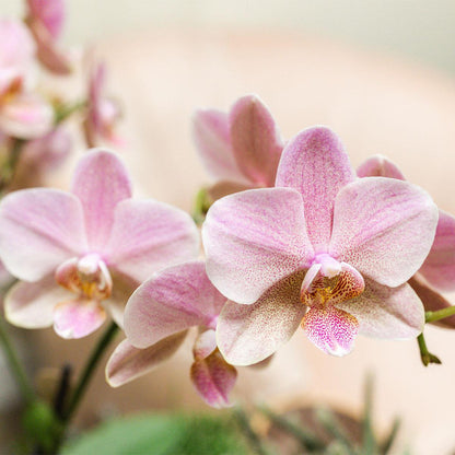 Dusty Pink Orchid Duo – Muted Elegance for Mindful Corners, Ø12 cm × ±45 cm