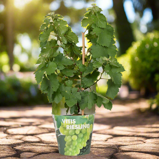 White Pixie Wine Grape – Terrace Vine Rituals, Ø14 cm × 30 cm