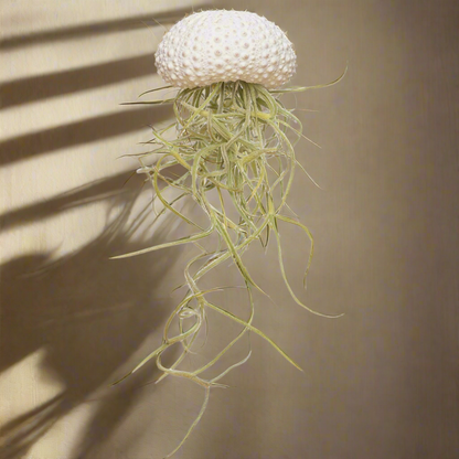 White Jellyfish Airplant – Quiet Driftform with Spanish Moss, Ø4–5 cm