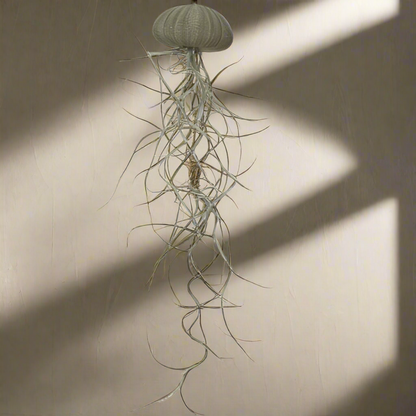 Green Jellyfish Airplant – Tidal Spirit with Spanish Moss, Ø5–7 cm
