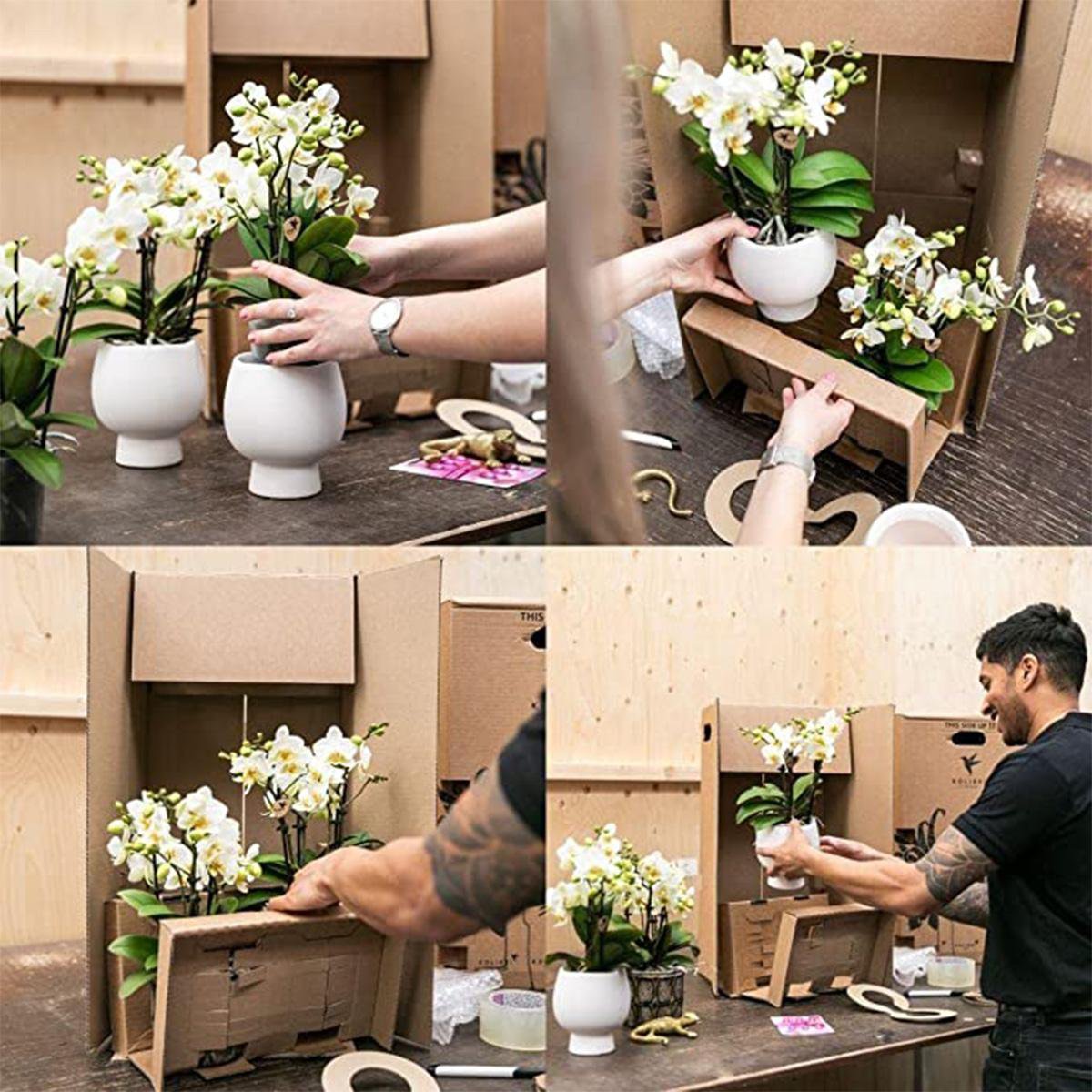 All our plants are packed with care