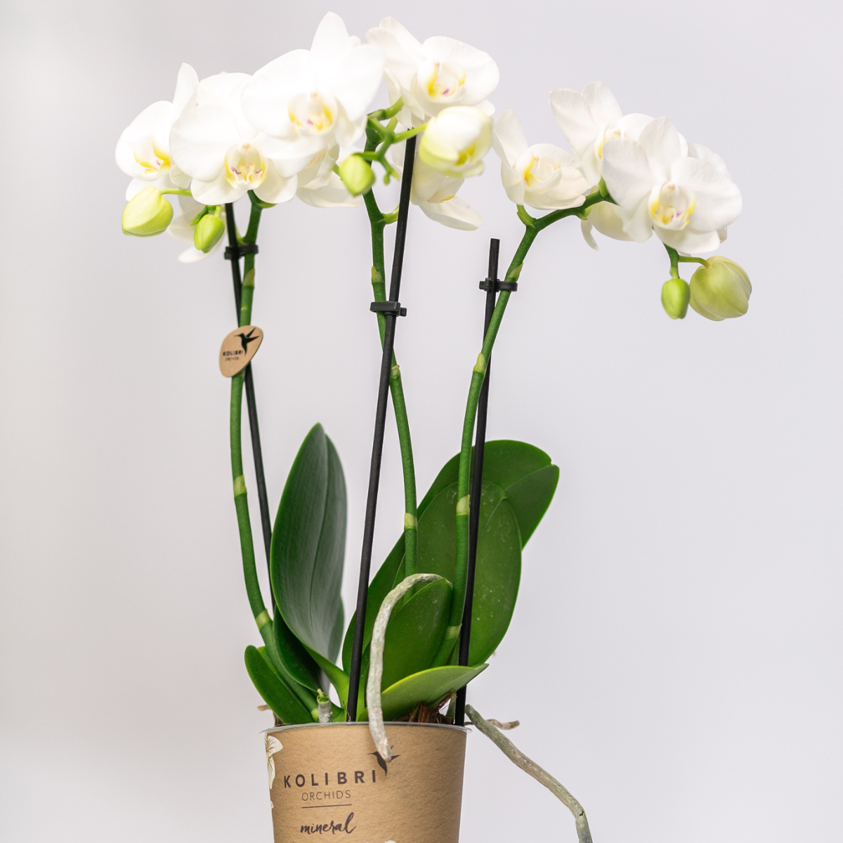 Elegante witte Phalaenopsis orchideeën – Set van 2 bloeiende kamerplanten, Ø9 cm x ±35 cm