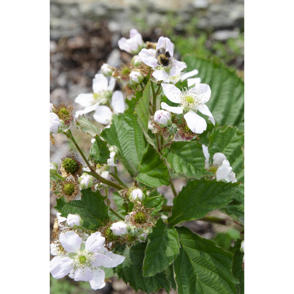 Blackberry Shrub – Thornless Harvest Ease, Ø13 cm × 45 cm