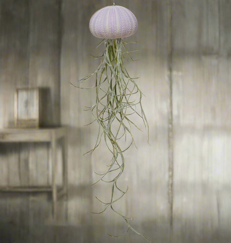 Soft Violet Jellyfish Airplant – Sea Bloom with Spanish Moss, Ø4–5 cm