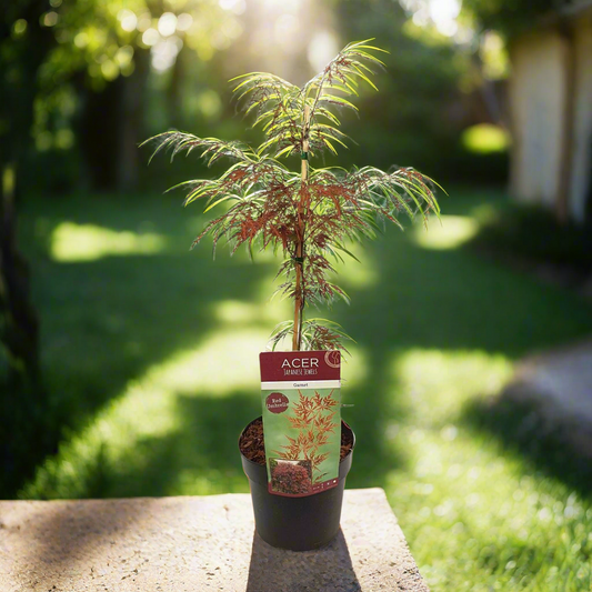 Acerpalm. 'Garnet' - Ø19cm - ↕40cm