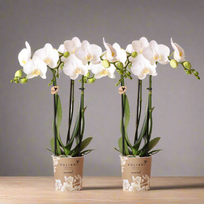 Elegante witte Phalaenopsis orchideeën – Set van 2 bloeiende kamerplanten, Ø9 cm x ±35 cm