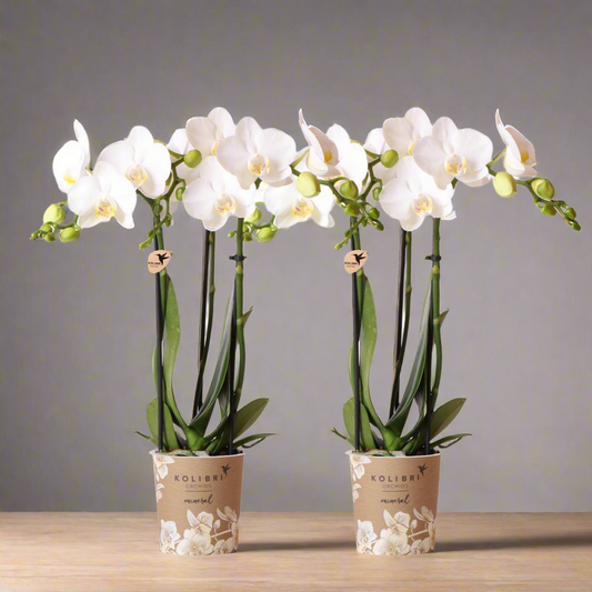 Elegante witte Phalaenopsis orchideeën – Set van 2 bloeiende kamerplanten, Ø9 cm x ±35 cm