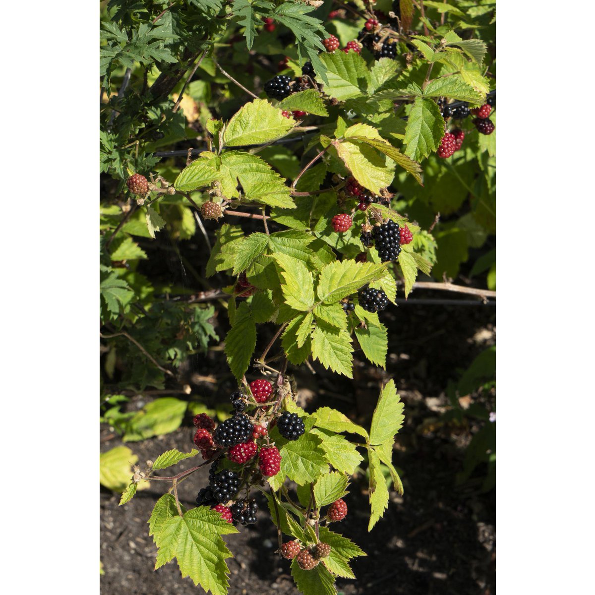 Blackberry Shrub – Thornless Harvest Ease, Ø13 cm × 45 cm