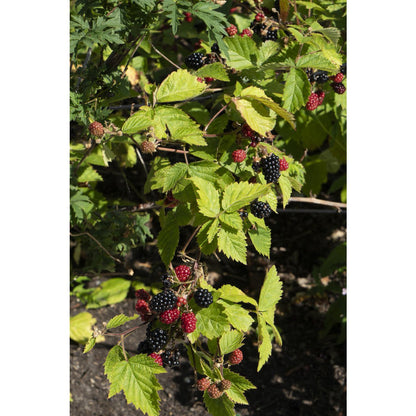Blackberry Shrub – Thornless Harvest Ease, Ø13 cm × 45 cm
