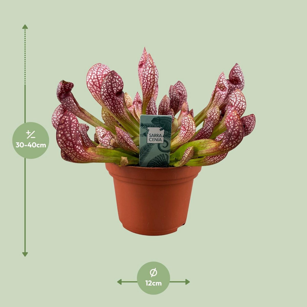 Scarlet Listener Carnivorous Plant – Ritual Beauty in Still Red Form, Ø12×40 cm
