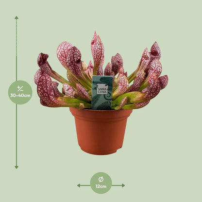 Scarlet Listener Carnivorous Plant – Ritual Beauty in Still Red Form, Ø12×40 cm