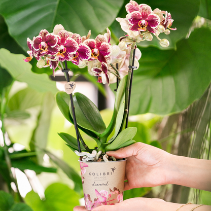 Sunfire Orchid Duo – Uplifting Presence for Energized Rooms, Ø9 cm × ±35 cm, by Kolibri Company