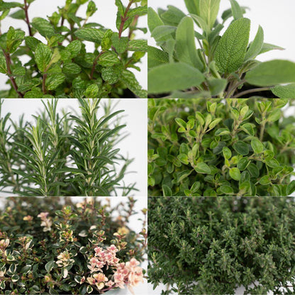 Herbal Companion Set – Set of 4, Assorted Living Green for Ritual & Kitchen, Ø14 x 10-20 cm