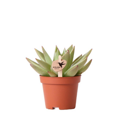 Succulent Echeveria Miranda – Small Rosette Plant, Ø6 cm
